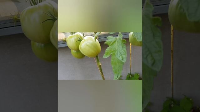 Лискин нос. Сорт, да не тот. НО 100% совпадение с фото авторов. Т.е. не пересорт. 30.07.23 смотреть онлайн