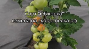 Чудесный очень урожайный сорт томата "Обжорка" Прекрасно плодоносит под открытым небом Семена у нас