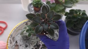 Все про МИНИАТЮРНЫЕ фиалки