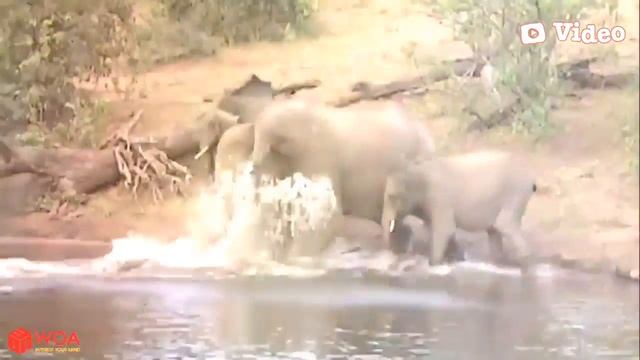 Amazing Elephant Defeated To Escape The Jaws Of Crocodile смотреть онлайн