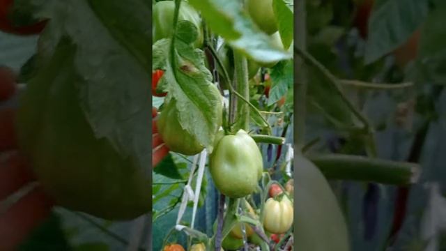 Томат сердце буйвола Испании смотреть онлайн