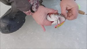 Работают раттлины в розовых расцветках. Рыбалка по форели на Нижнем. Клёвое место лосиный остров