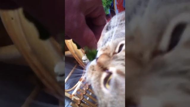 Иван-чай 2022г., 3 июня. смотреть онлайн