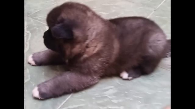 Cachorros De Akita Americano Long Coat De 25 Dias Con Papa