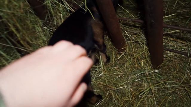 КУПИЛ 2 ДОМА В ДЕРЕВНЕ | ВОТ ТАКОЕ ЧУДО У НАС ПОЯВИЛОСЬ | ЧТО ДЕЛАТЬ ДАЛЬШЕ?!