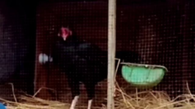 Old chicken Flu (Khar Khar ) 100% Elaj | Faisal Butt смотреть онлайн