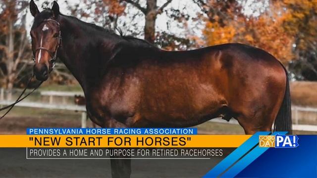 Good Day PA Segment on New Start For Horses смотреть онлайн