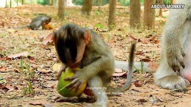 Oh..Hoo..!! Cute Baby Monkey Brandi Crying Request His Mom Monkey Bridget to Milk, Does He Get Milk смотреть онлайн