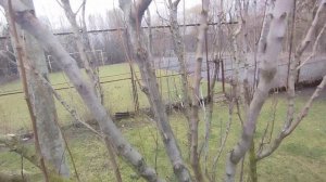 Принцип обрезки на омоложение колоновидных слив.