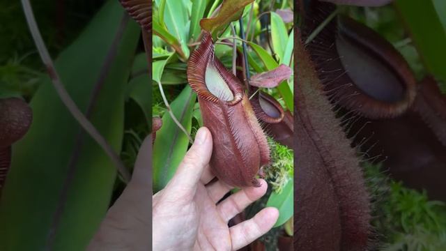 N. spathulata x diabolica | BE-3983 смотреть онлайн