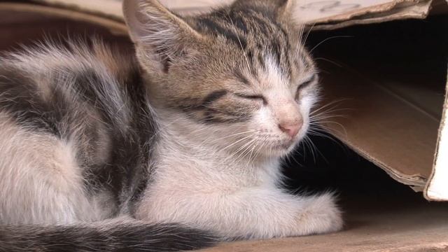 Дети жестоко обращались с котенком. То, что произошло дальше - удивит вас! смотреть онлайн