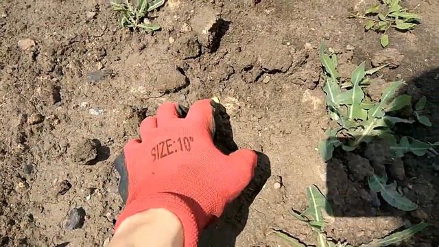 ВИКА ОГОРОДНИЦА ⏺️ ВЫПУСК ПЕРВЫЙ ⏺️ ОБЩИЙ смотреть онлайн