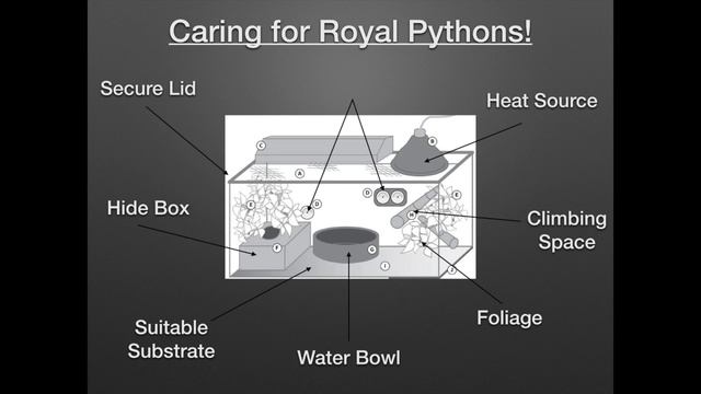'What Is' A Royal Python? смотреть онлайн