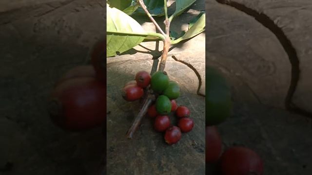 Coffee farming/ What is KAPENG BARAKO/3 Varieties of coffee(Robusta Excelsa Liberica Coffee) смотреть онлайн