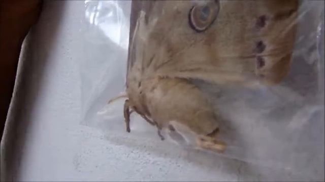 Antheraea mylitta egg laying behviour смотреть онлайн