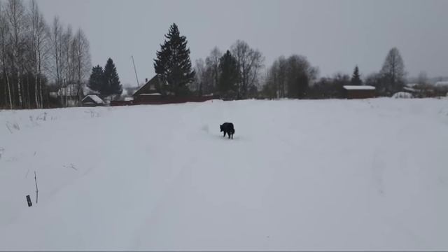 Стрим из Избушки и Совиного Дола. смотреть онлайн
