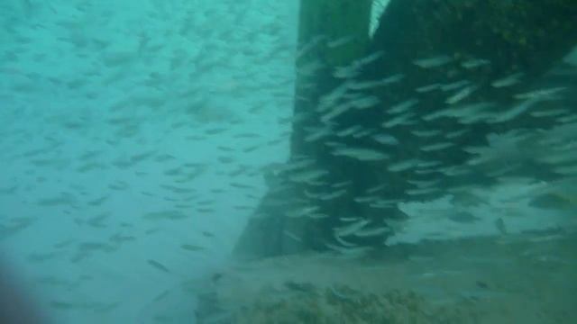 Apnée / Snorkeling Memories Flamenco Cuba 2014 (under the dock) смотреть онлайн
