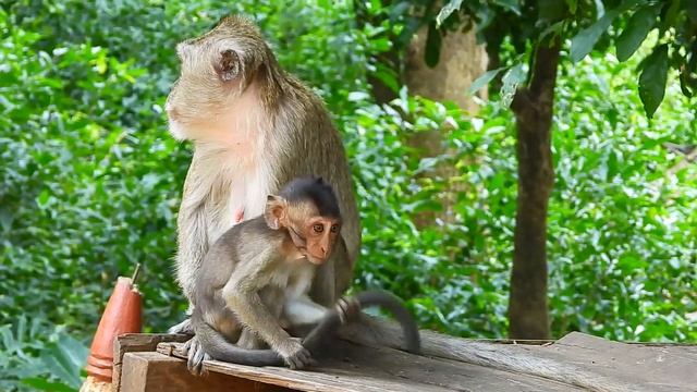 tiny monkey Vegan mother Vegas walk leave her, she trying run to hug monkey Marci смотреть онлайн