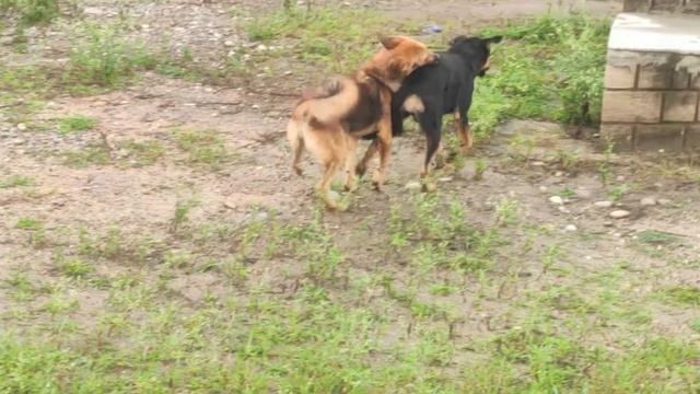 Scouting wale sir se ki request outing ke liye 🥰❣️/State Level Nipun Testing Camp/ Episode 9 смотреть онлайн