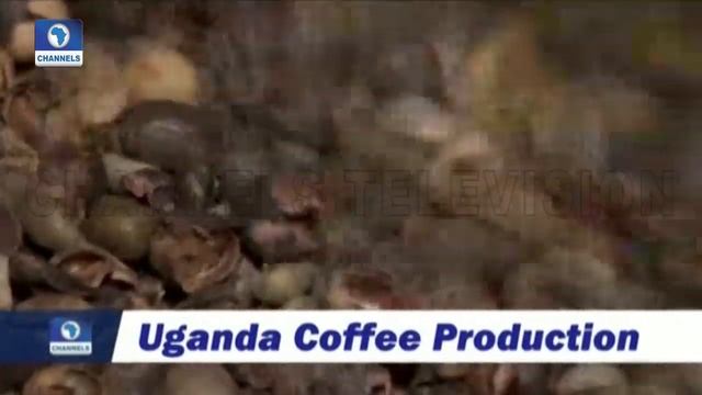Uganda Coffee Production смотреть онлайн