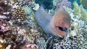 Гигантская мурена. Красное море. Шарм-эш-Шейх. Шаркс-Бей. 2024