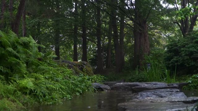 Спокойный шум дождя и ручей в густом лесу 🌧️ релаксация АСМР смотреть онлайн