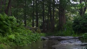 Спокойный шум дождя и ручей в густом лесу 🌧️ релаксация АСМР