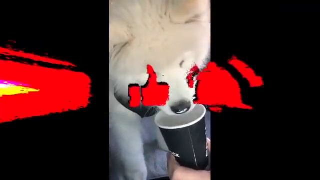 Black Rock Coffee Bar - Pup Cup - Wrigley the Samoyed Puppy смотреть онлайн