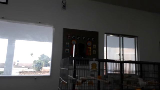 Meu canaril смотреть онлайн