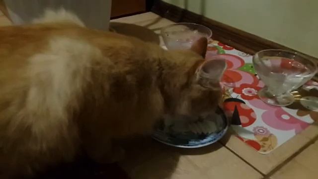 Едят ли коты дыню смотреть онлайн