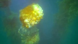 КФ ИО РАН ФИЛЬМ