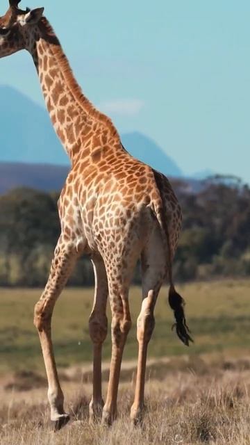 #animals #giraffe смотреть онлайн