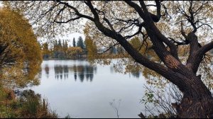 Д  Кедрин  Алёнушка #стихиородине #поэты20века