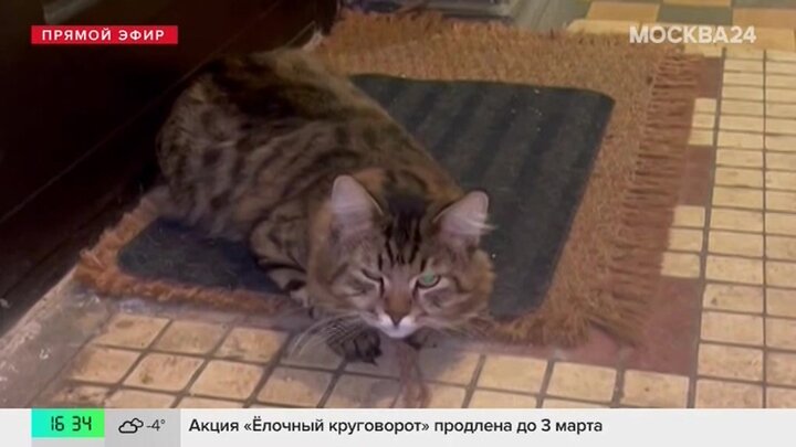 Найденный в подъезде Коптева кот ищет дом смотреть онлайн