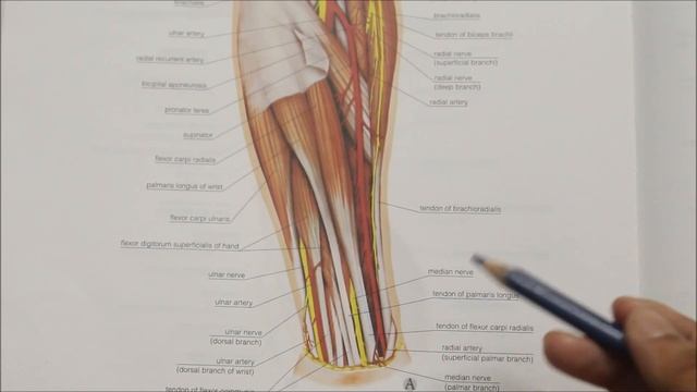 MEDIAN NERVE | ANATOMY | SIMPLIFIED смотреть онлайн