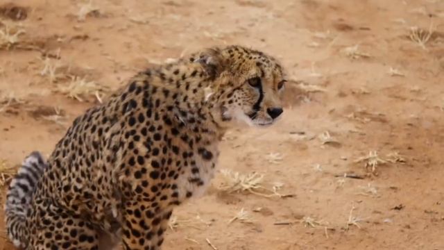 Kurdish Kangal Vs Alpha Mackenzie Valley Wolf смотреть онлайн