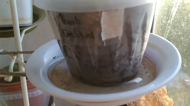 КОШКА НАКАКАЛА В МАКАРОНЫ!!! УЖИН ИЧПОРЧЕН. НАС ОБГАДИЛИ СО ВСЕХ СТОРОН!!! К ЧЕМУ БЫ ЭТО? ВЛОГ. смотреть онлайн