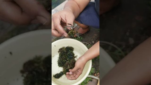Bucephalandra lamandau mini смотреть онлайн