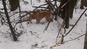 ОХОТА С ГОНЧИМИ НА ЗАЙЦА И ЛИСУ В ОТТЕПЕЛЬ!