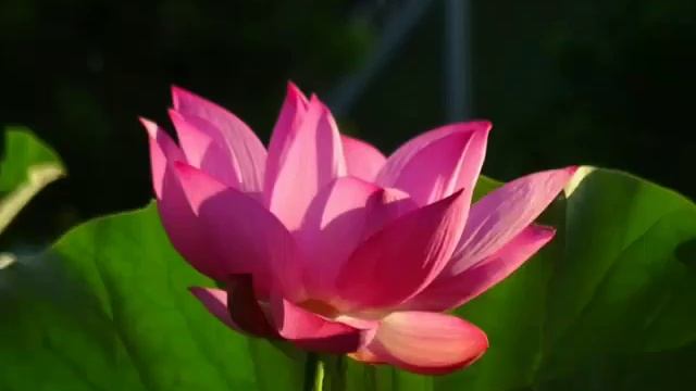 1050704騎ubike去二重疏洪荷花池 смотреть онлайн