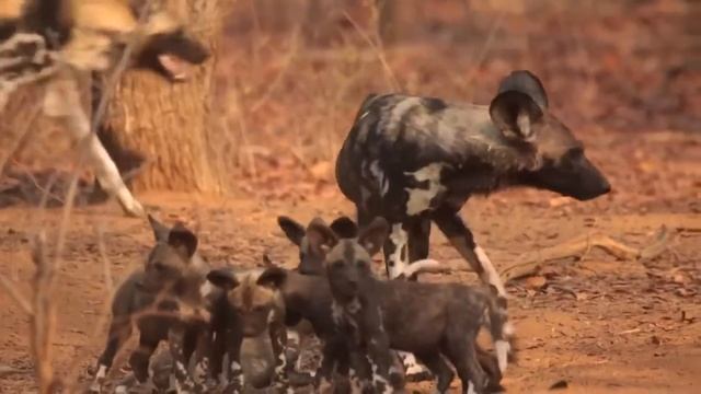 कालाहारी रेगिस्तान में पाए जाने वाले जानवर । Life of animals that live in Kalahari Desert смотреть онлайн