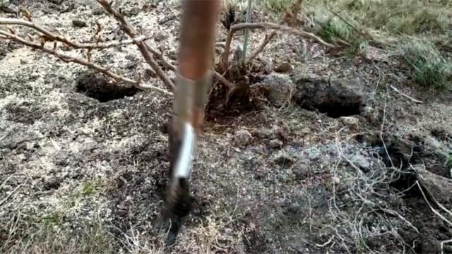 СМОРОДИНА, МАЛИНА, СЕНТЯБРЬ, СРОЧНО, смотреть онлайн