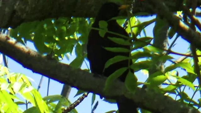Скворец смотреть онлайн