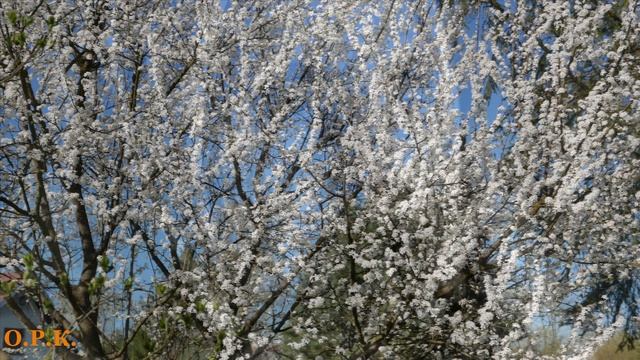 СНЕГИРИ автор и исп.Владимир Караблин.