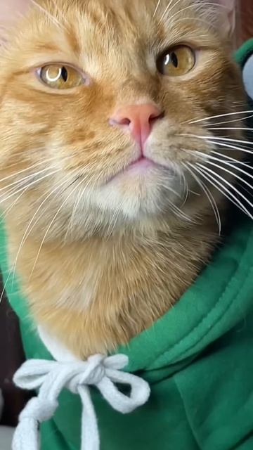Игра про шляпки!🤠😸 смотреть онлайн