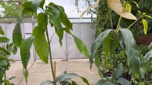 Поставка Манго  и Авокадо . Обрезка и формировка Манго. Часть 2.