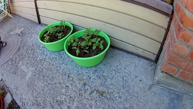 Петуния на биогумусе с капельным поливом.