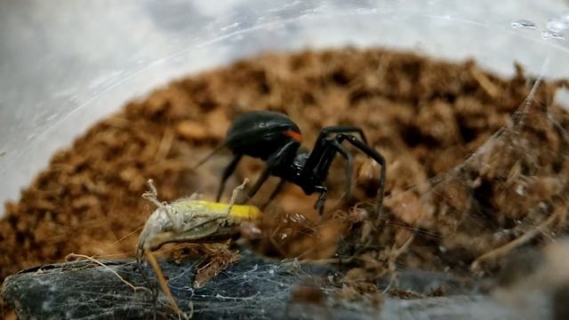 Паук Стеатода пайкулля описание смотреть онлайн