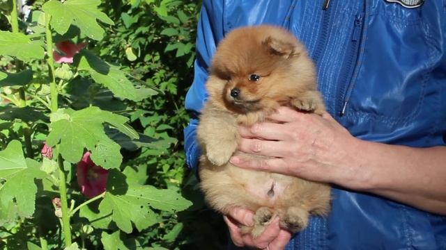 062 сладкий малыш Тотошка (Визард Гэлакси Тотем Мингли) -6,5 недель смотреть онлайн
