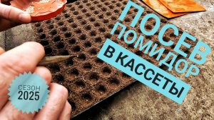 Посев ПОМИДОР в КАССЕТЫ сезон 2025!!!